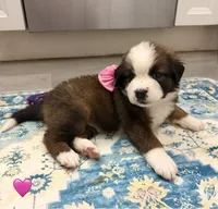 Pink Collar, a female Bernese Mountain Dog and Saint Bernard for sale in Columbus, US – 2 of 8