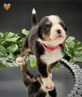 Orange Collar , a male Bernese Mountain Dog for sale in Kingston, OH – 2 of 10