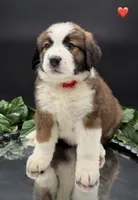 Red Collar, a female Bernese Mountain Dog and Saint Bernard for sale in Kingston, OH – 9 of 10
