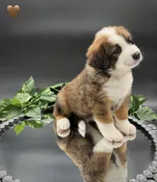 Brown Collar, a male Bernese Mountain Dog and Saint Bernard for sale in Columbus, US – 6 of 6