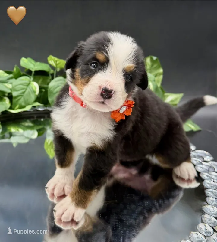 Orange Collar  – Bernese Mountain Dog puppy for sale in Kingston, OH