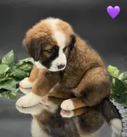 Purple Collar, a female Bernese Mountain Dog and Saint Bernard for sale in Kingston, OH – 4 of 10