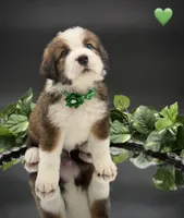 Green Collar, a male Bernese Mountain Dog and Saint Bernard for sale in Columbus, US – 8 of 10