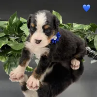 Dark Blue Collar, a male Bernese Mountain Dog for sale in Columbus, US – 7 of 10