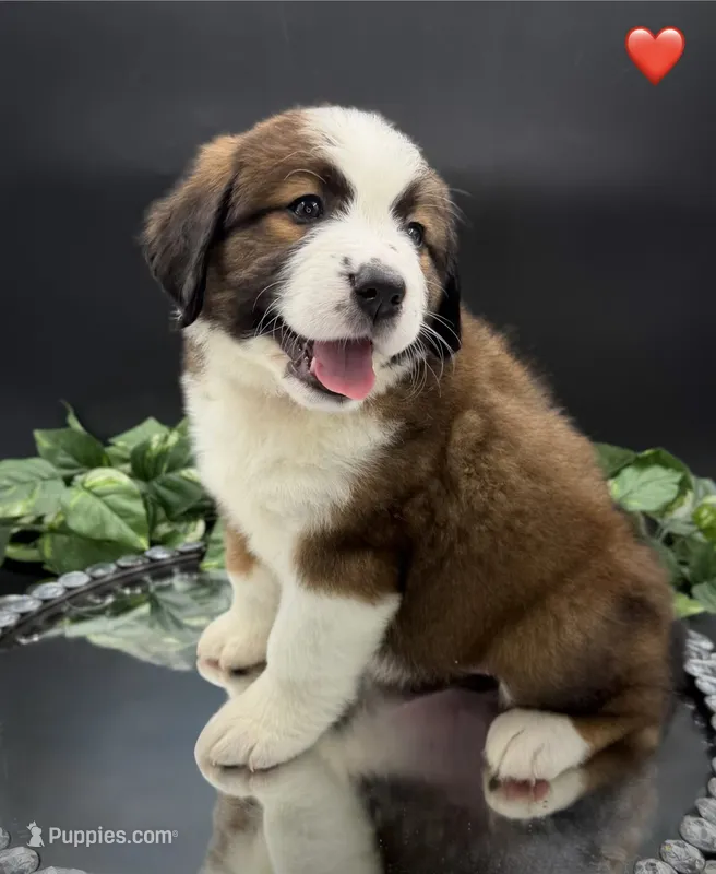 Red Collar – Bernese Mountain Dog, Saint Bernard puppy for sale in Columbus, OH, US