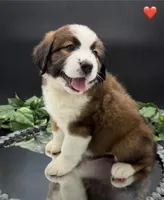 Red Collar, a female Bernese Mountain Dog and Saint Bernard for sale in Kingston, OH – 1 of 10