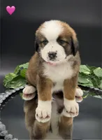 Pink Collar, a female Bernese Mountain Dog and Saint Bernard for sale in Kingston, OH – 10 of 10