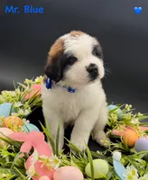 Blue Collar, a male Saint Bernard for sale in Columbus, US – Photo 10 of 10