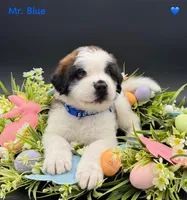 Blue Collar, a male Saint Bernard for sale in Columbus, US – Photo 9 of 10