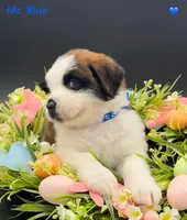 Blue Collar, a male Saint Bernard for sale in Columbus, US – Photo 1 of 10