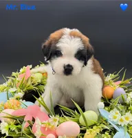 Blue Collar, a male Saint Bernard for sale in Columbus, US – Photo 8 of 10