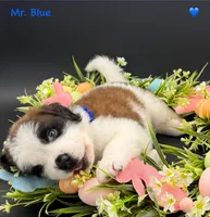 Blue Collar, a male Saint Bernard for sale in Columbus, US – Photo 6 of 10
