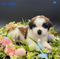 Blue Collar, a male Saint Bernard for sale in Columbus, US – Photo 5 of 10