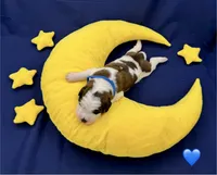 Blue Collar, a male Saint Bernard for sale in Columbus, US – Photo 2 of 10