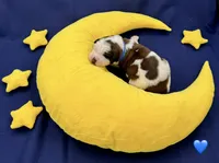 Blue Collar, a male Saint Bernard for sale in Columbus, US – Photo 4 of 10