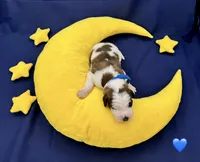 Blue Collar, a male Saint Bernard for sale in Columbus, US – Photo 3 of 10