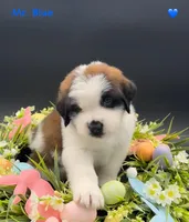 Blue Collar, a male Saint Bernard for sale in Columbus, US – Photo 7 of 10