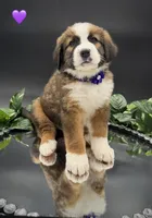 Purple Collar, a female Bernese Mountain Dog and Saint Bernard for sale in Kingston, OH – 5 of 10