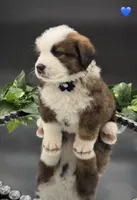 Dark Blue Collar, a male Bernese Mountain Dog and Saint Bernard for sale in Columbus, US – 5 of 10