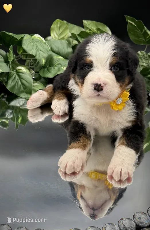 Yellow Collar – Bernese Mountain Dog puppy for sale in Columbus, OH, US