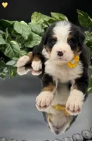 Yellow Collar, a male Bernese Mountain Dog for sale in Columbus, US – 1 of 10