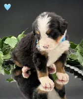 Light Blue, a male Bernese Mountain Dog for sale in Columbus, US – 7 of 10