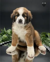 Black Collar, a female Bernese Mountain Dog and Saint Bernard for sale in Kingston, OH – 8 of 10