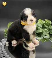 Yellow Collar, a male Bernese Mountain Dog for sale in Columbus, US – 9 of 10