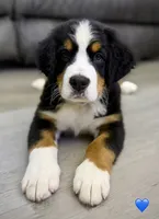 Dark Blue Collar, a male Bernese Mountain Dog for sale in Kingston, OH – 4 of 10