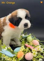 Orange Collar, a male Saint Bernard for sale in Columbus, US – Photo 9 of 10