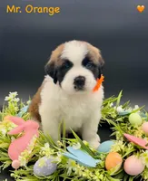 Orange Collar, a male Saint Bernard for sale in Columbus, US – Photo 7 of 10