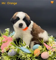 Orange Collar, a male Saint Bernard for sale in Columbus, US – Photo 10 of 10