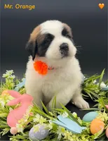 Orange Collar, a male Saint Bernard for sale in Columbus, US – Photo 6 of 10