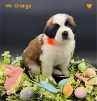 Orange Collar, a male Saint Bernard for sale in Columbus, US – Photo 8 of 10