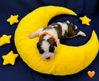 Orange Collar, a male Saint Bernard for sale in Columbus, US – Photo 4 of 10