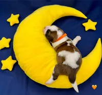 Orange Collar, a male Saint Bernard for sale in Columbus, US – Photo 3 of 10