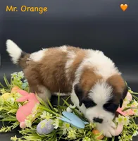 Orange Collar, a male Saint Bernard for sale in Columbus, US – Photo 5 of 10