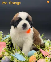 Orange Collar, a male Saint Bernard for sale in Columbus, US – Photo 1 of 10