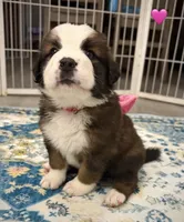 Pink Collar, a female Bernese Mountain Dog and Saint Bernard for sale in Columbus, US – 3 of 8