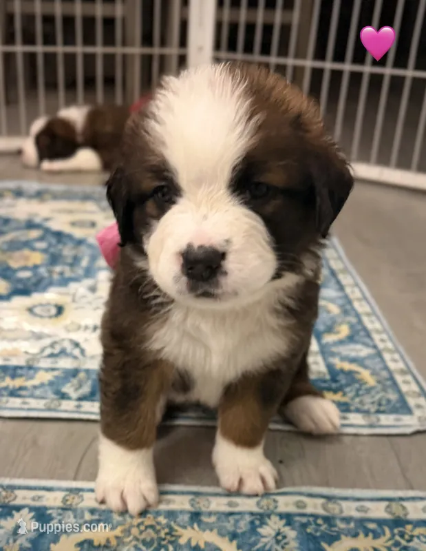 Pink Collar – Bernese Mountain Dog, Saint Bernard puppy for sale in Columbus, OH, US