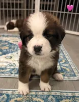 Pink Collar, a female Bernese Mountain Dog and Saint Bernard for sale in Columbus, US – 1 of 8