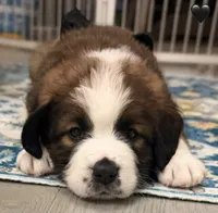 Black Collar, a female Bernese Mountain Dog and Saint Bernard for sale in Columbus, US – 2 of 9