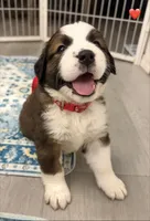 Red Collar, a female Bernese Mountain Dog and Saint Bernard for sale in Columbus, US – 7 of 9