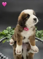 Pink Collar, a female Bernese Mountain Dog and Saint Bernard for sale in Kingston, OH – 7 of 10