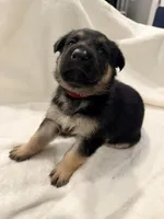 Hercules, a male German Shepherd Dog for sale in Davenport, FL – 4 of 7