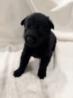 Violet , a female German Shepherd Dog for sale in Davenport, FL – 5 of 6