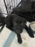 Baymax, a male German Shepherd Dog for sale in Davenport, FL – 6 of 6