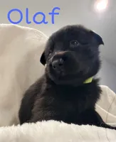 Olaf, a male German Shepherd Dog for sale in Davenport, FL – 1 of 5