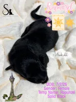 Rapunzel, a female German Shepherd Dog for sale in Davenport, FL – 2 of 4