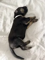 Tink, a female German Shepherd Dog for sale in Davenport, FL – 6 of 7
